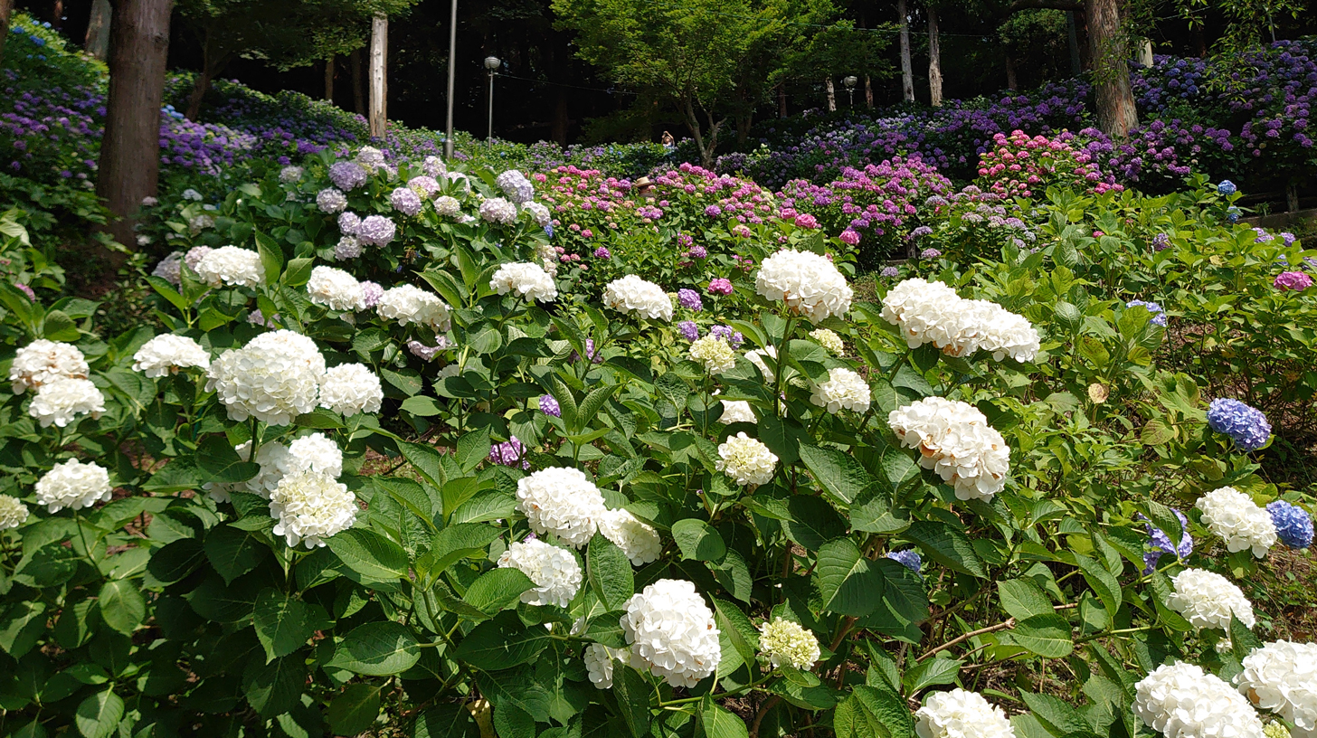 秋葉公園