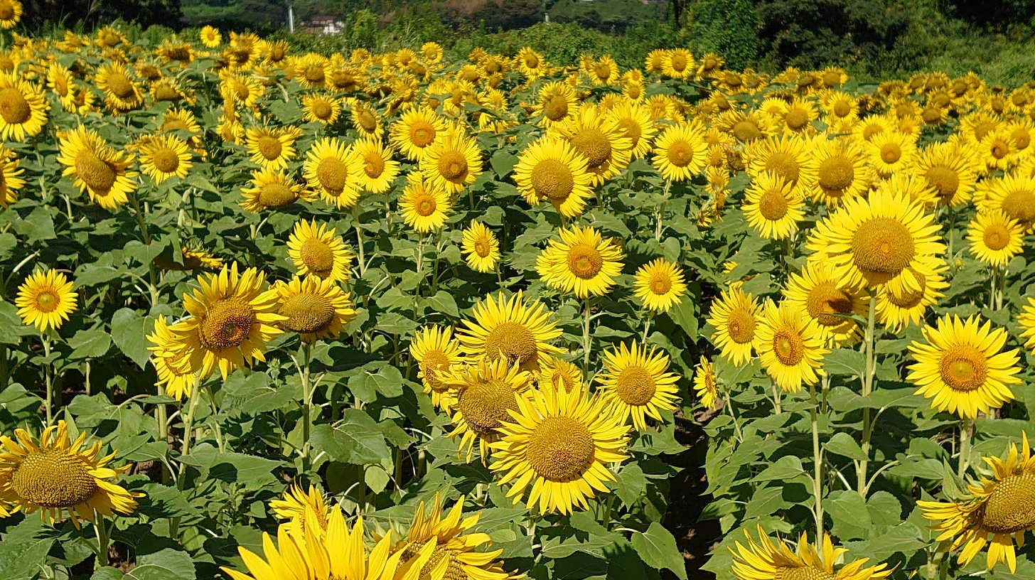 松岡の向日葵