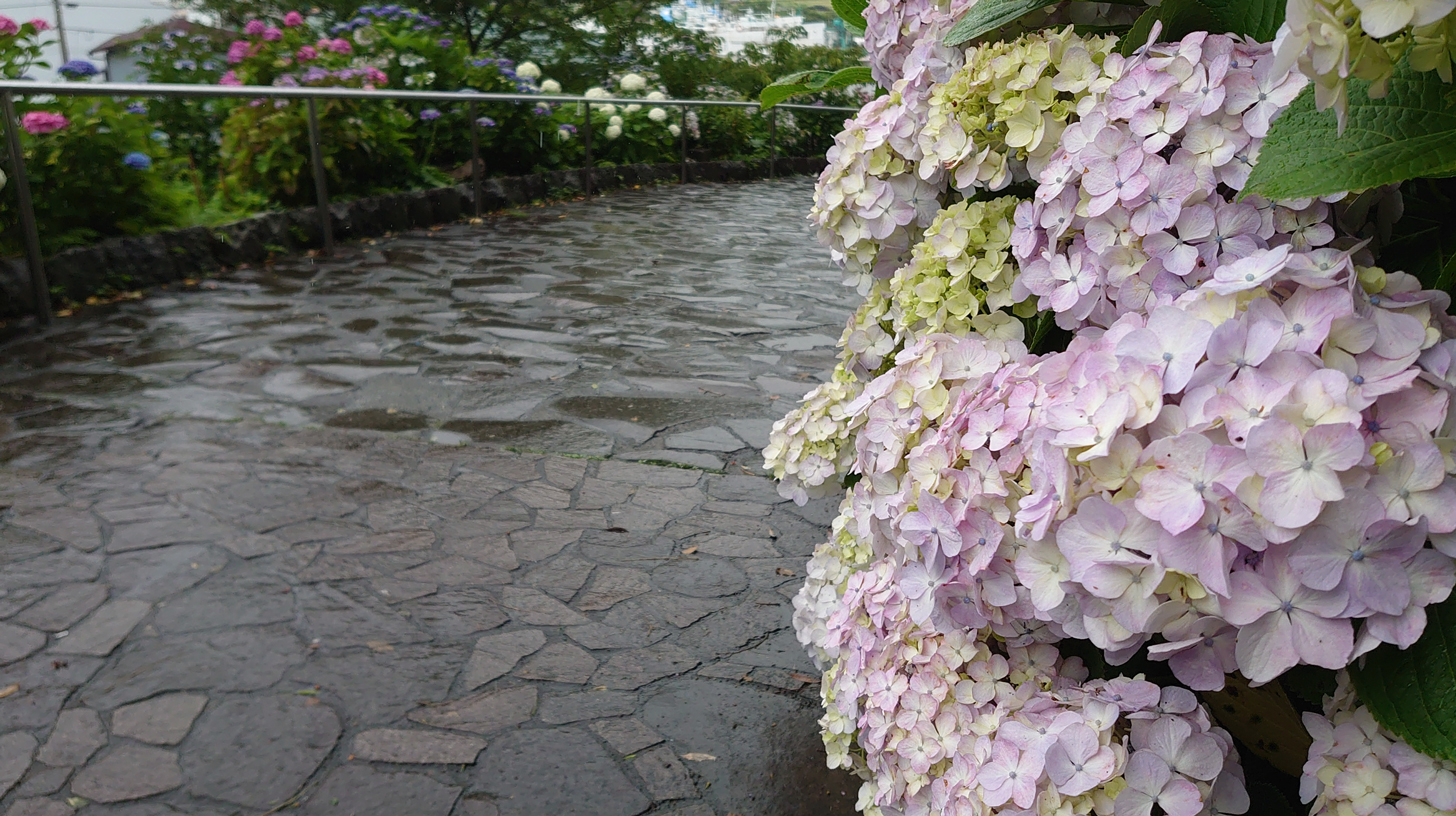 Summer Flowers