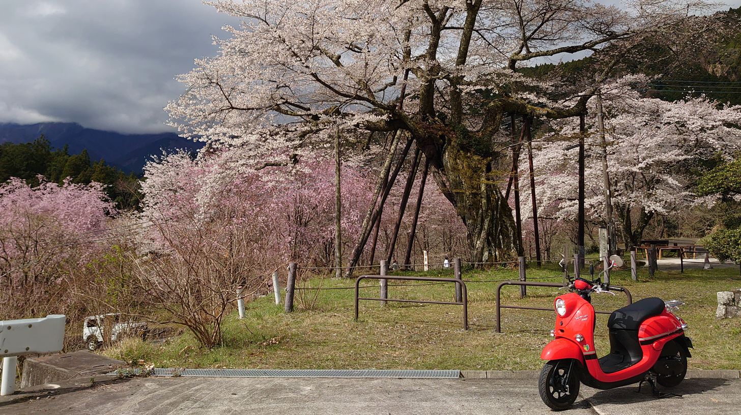 桜舞